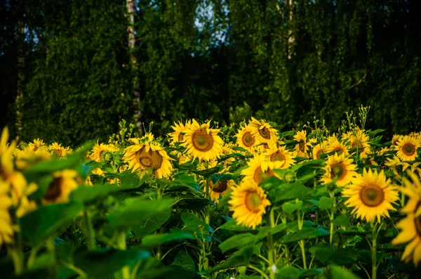 Pěkné a teplé v letním poli s kvetoucími slunečnicovými květy. — Stock fotografie