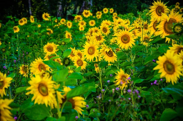 Agradable y cálido en el campo de verano con flores de girasol en flor . — Foto de Stock