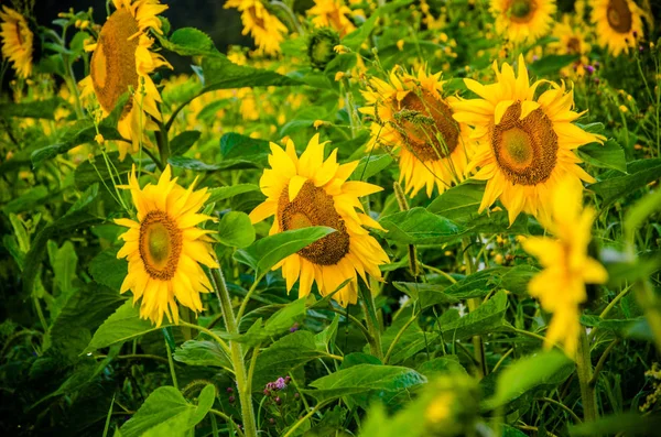 Agradable y cálido en el campo de verano con flores de girasol en flor . — Foto de Stock