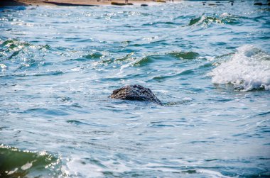 Kıyıdaki kayalarda okyanus dalgaları kırılıyor..