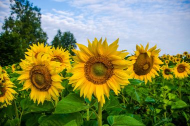 Ay çiçekleri açan yaz tarlasında hoş ve sıcak..