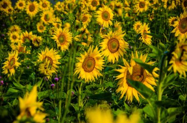 Ay çiçekleri açan yaz tarlasında hoş ve sıcak..