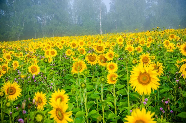 Nice and warm in summer field with blooming sunflower blossoms. — Stock Photo, Image