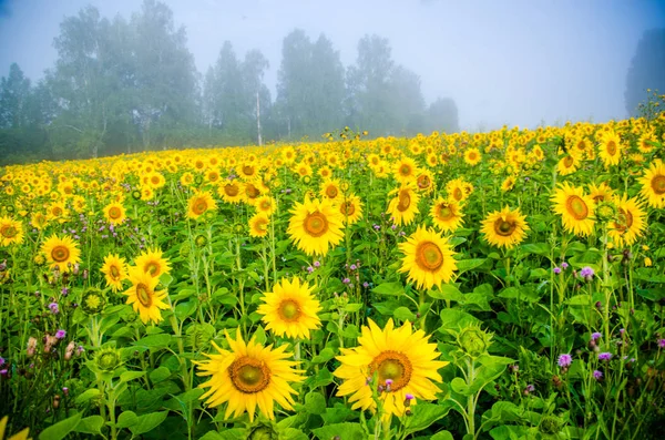 Agradable y cálido en el campo de verano con flores de girasol en flor . — Foto de Stock