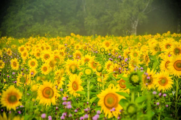 Красиво и тепло на летнем поле с цветущим подсолнечником . — стоковое фото