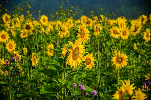 Красиво і тепло в літньому полі з квітучими квітами соняшнику . — стокове фото