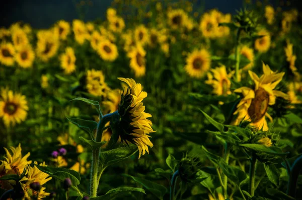 Agradable y cálido en el campo de verano con flores de girasol en flor . — Foto de Stock