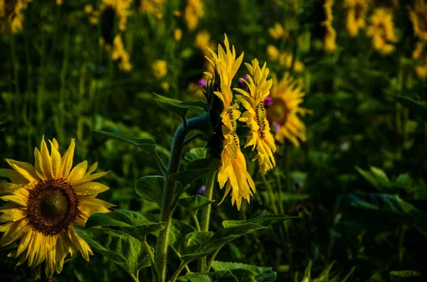 Nice and warm in summer field with blooming sunflower blossoms. — Stock Photo, Image