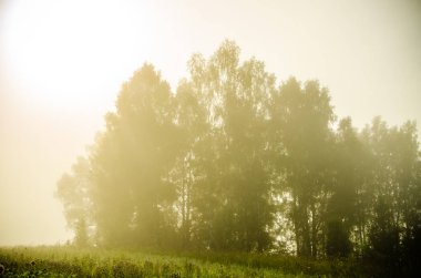 Ay çiçekleri açan yaz tarlasında hoş ve sıcak..