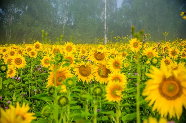 Красиво и тепло на летнем поле с цветущим подсолнечником . — стоковое фото