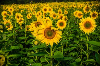 Ay çiçekleri açan yaz tarlasında hoş ve sıcak..