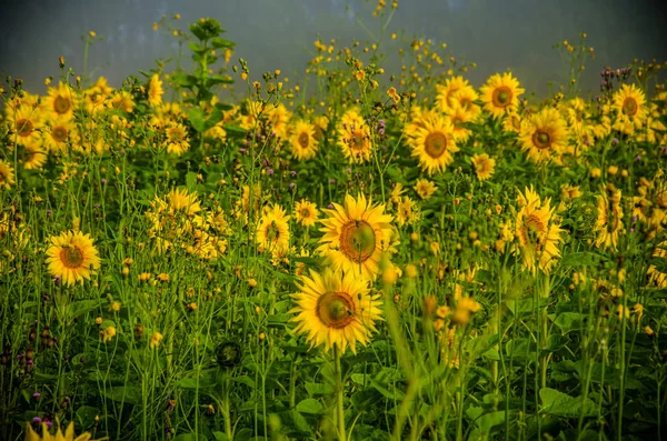 Agradable y cálido en el campo de verano con flores de girasol en flor . —  Fotos de Stock