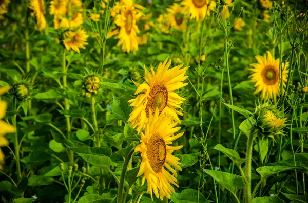 Agradable y cálido en el campo de verano con flores de girasol en flor . — Foto de Stock