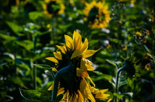 Nice and warm in summer field with blooming sunflower blossoms. — Stock Photo, Image