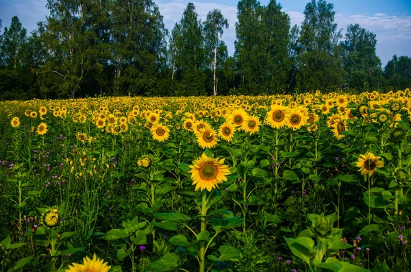 Красиво і тепло в літньому полі з квітучими квітами соняшнику . — стокове фото