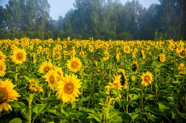 Pěkné a teplé v letním poli s kvetoucími slunečnicovými květy. — Stock fotografie