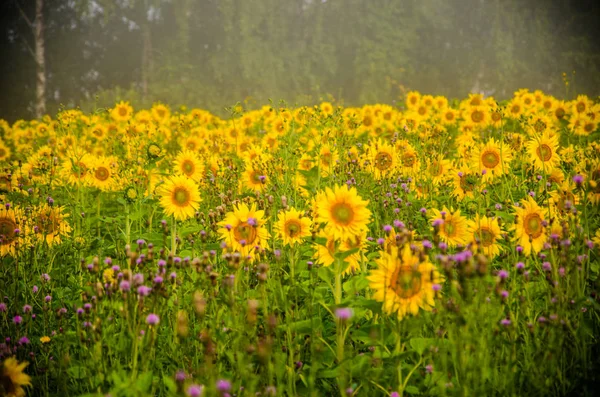 Agradable y cálido en el campo de verano con flores de girasol en flor . — Foto de Stock