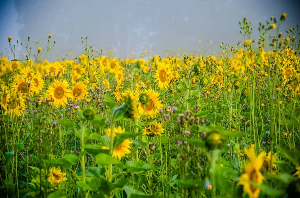 Nice and warm in summer field with blooming sunflower blossoms. — Stock Photo, Image