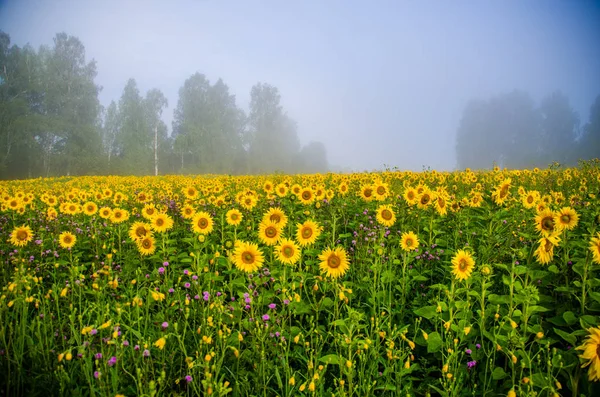 Pěkné a teplé v letním poli s kvetoucími slunečnicovými květy. — Stock fotografie