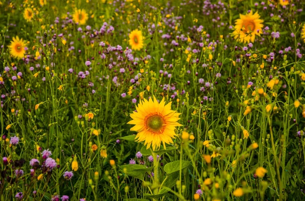 Trevlig och varm på sommarfältet med blommande solrosor. — Stockfoto