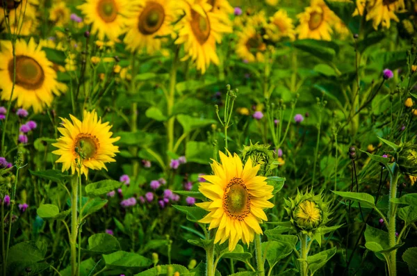 Ładne i ciepłe w lecie pole z kwitnących kwiatów słonecznika. — Zdjęcie stockowe