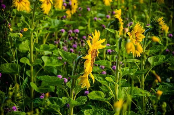 Agradável e quente no campo de verão com florescendo flores de girassol . — Fotografia de Stock