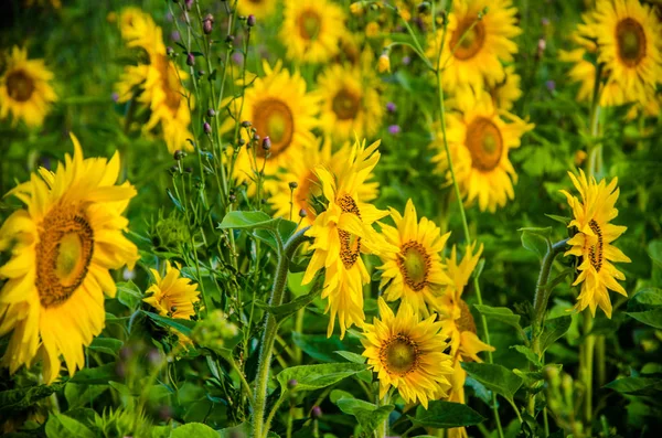 Nice and warm in summer field with blooming sunflower blossoms. — Stock Photo, Image