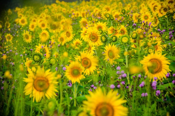 Agradable y cálido en el campo de verano con flores de girasol en flor . — Foto de Stock