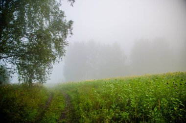 Ay çiçekleri açan yaz tarlasında hoş ve sıcak..