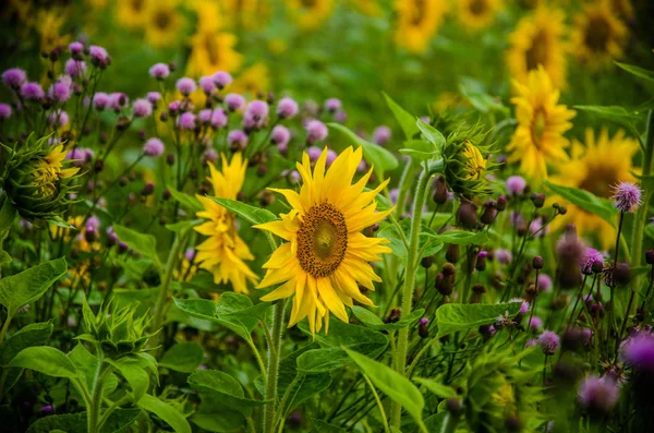 Agradable y cálido en el campo de verano con flores de girasol en flor . — Foto de Stock