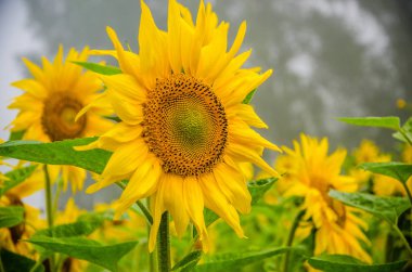 Ay çiçekleri açan yaz tarlasında hoş ve sıcak..