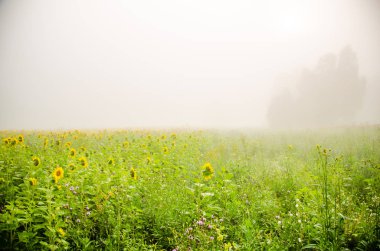Ay çiçekleri açan yaz tarlasında hoş ve sıcak..