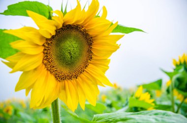 Ay çiçekleri açan yaz tarlasında hoş ve sıcak..