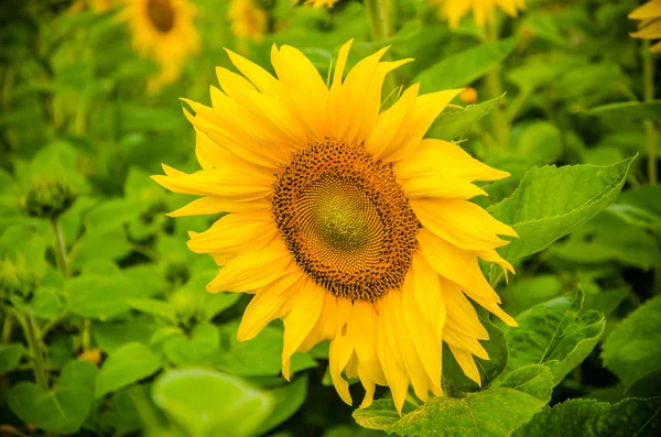 Ay çiçekleri açan yaz tarlasında hoş ve sıcak..