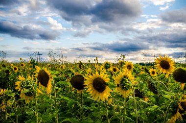 Ay çiçekleri açan yaz tarlasında hoş ve sıcak..
