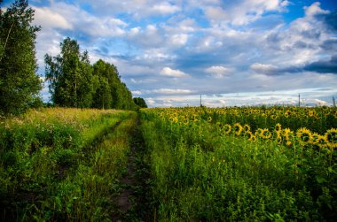 Ay çiçekleri açan yaz tarlasında hoş ve sıcak..