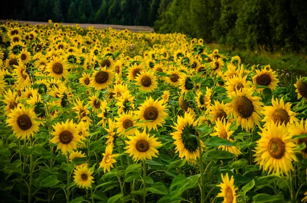 Agradável e quente no campo de verão com florescendo flores de girassol . — Fotografia de Stock