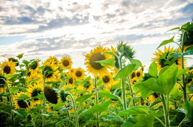 Ay çiçekleri açan yaz tarlasında hoş ve sıcak..