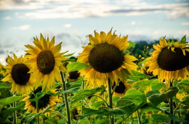Ay çiçekleri açan yaz tarlasında hoş ve sıcak..