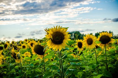 Ay çiçekleri açan yaz tarlasında hoş ve sıcak..