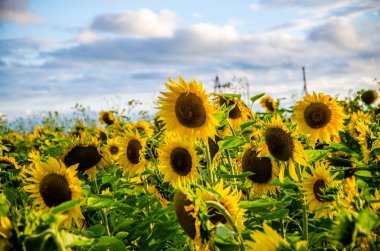 Ay çiçekleri açan yaz tarlasında hoş ve sıcak..