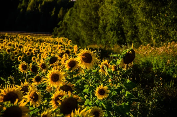 Nice and warm in summer field with blooming sunflower blossoms. — Stock Photo, Image