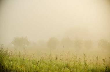 Sabah erkenden. Orman sisin içinde saklanıyor..