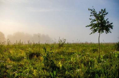 Sabah erkenden. Orman sisin içinde saklanıyor..