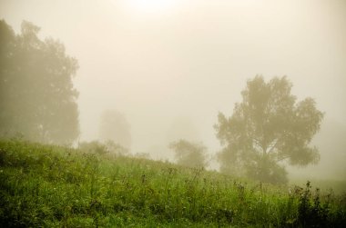 Sabah erkenden. Orman sisin içinde saklanıyor..