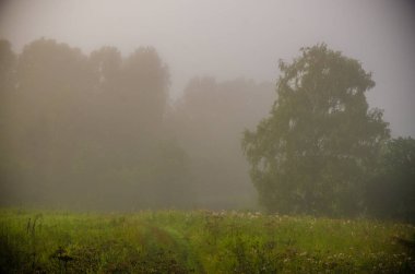 Sabah erkenden. Orman sisin içinde saklanıyor..
