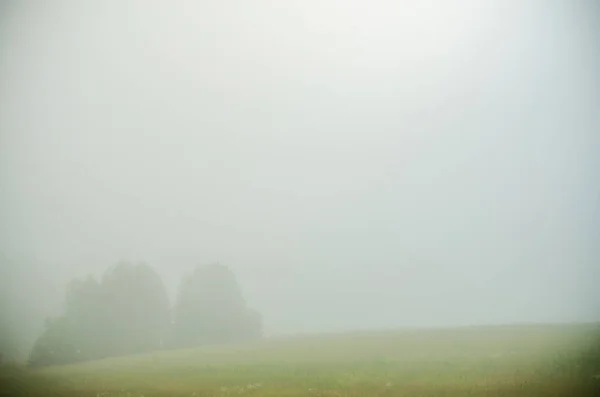 De manhã cedo. floresta escondida no nevoeiro. — Fotografia de Stock