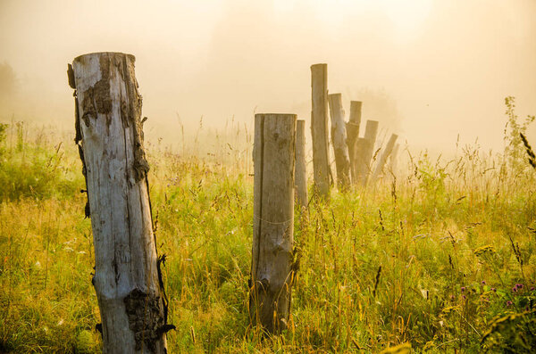 ранним утром. лес прячется в тумане.