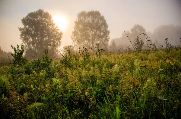 Tidig morgon. skog som gömmer sig i dimman. — Stockfoto
