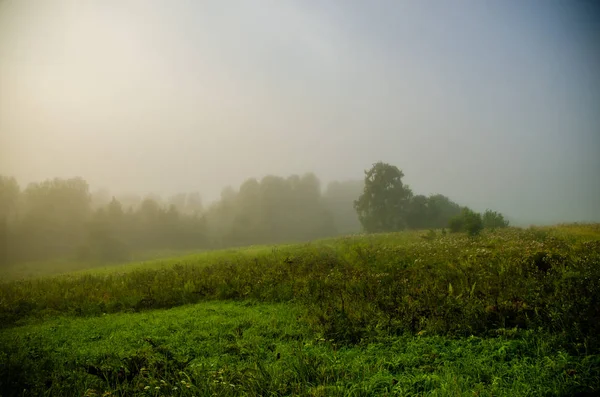 De manhã cedo. floresta escondida no nevoeiro. — Fotografia de Stock